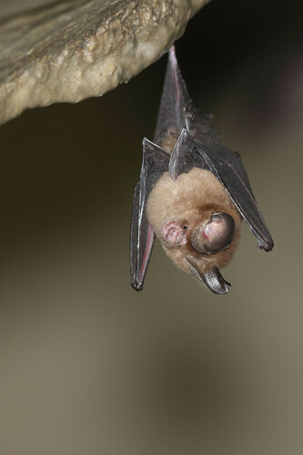 Kunz's Bicolored Roundleaf Bat (Hipposideros kunzi) — Data Deficient Mammalia