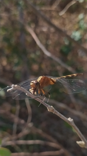 Pin-tailed Pondhawk