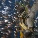 Observation photo