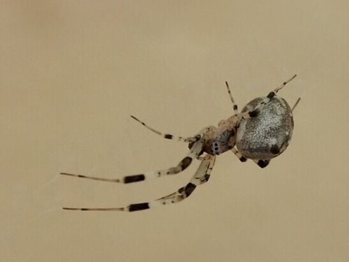 Ninja-star Ceiling Spider