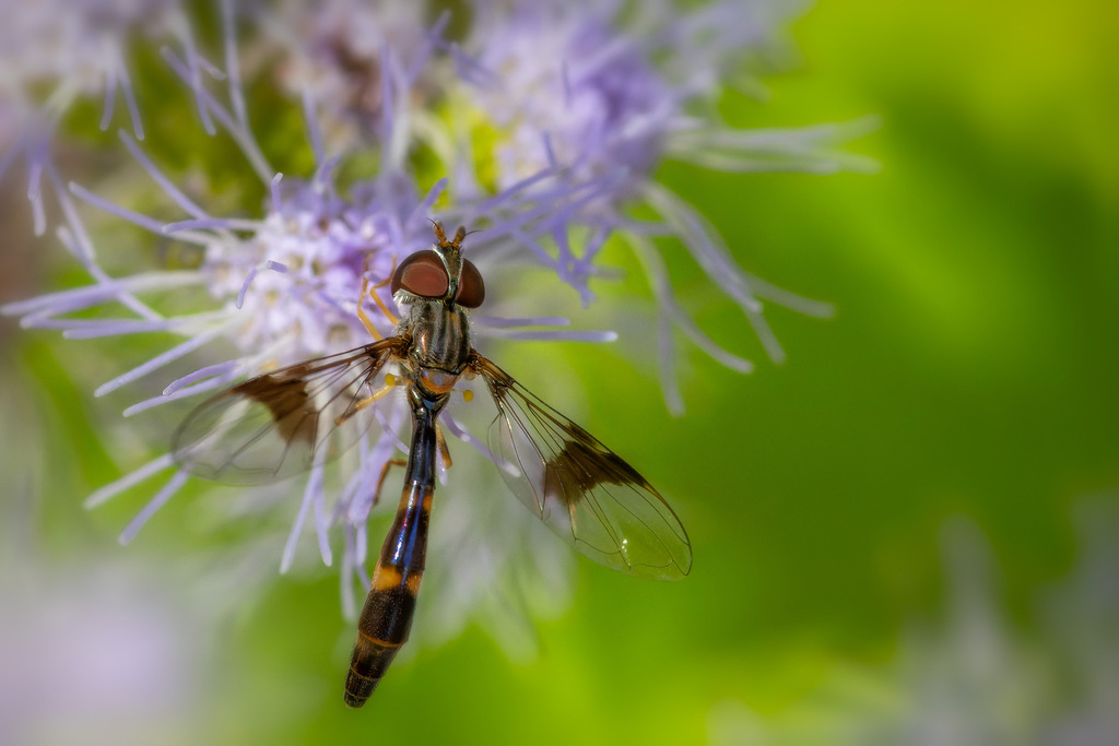 Eastern Band-winged Hover Fly from Canyon Creek, Austin, TX, USA on ...