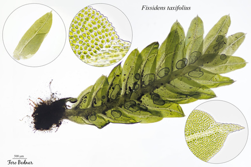 Fissidens taxifolius