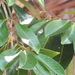 Elaeodendron orientale - Photo (c) Rina Ramdonee, all rights reserved, uploaded by Rina Ramdonee