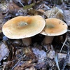 Lactarius Sect. Deliciosi - Photo (c) manumea2000, all rights reserved, uploaded by manumea2000