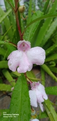 Impatiens balsamina image