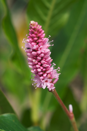 Water Smartweed (Persicaria amphibia) · iNaturalist