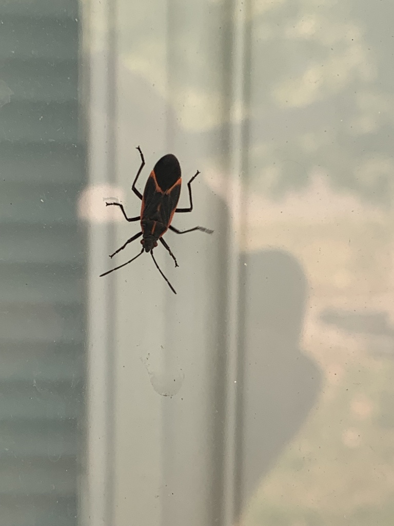 Eastern Boxelder Bug from Crystal Cir, Montrose, MN, US on September 28