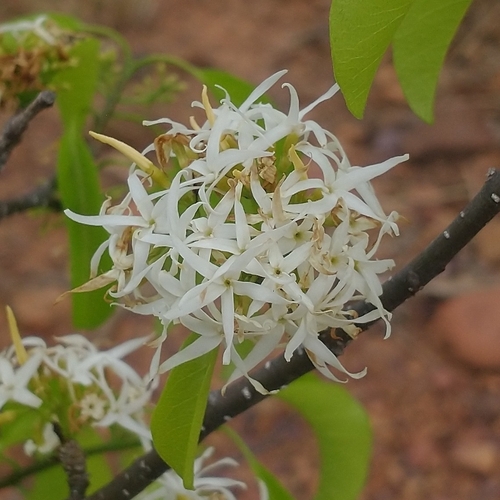 Aspidosperma pyrifolium