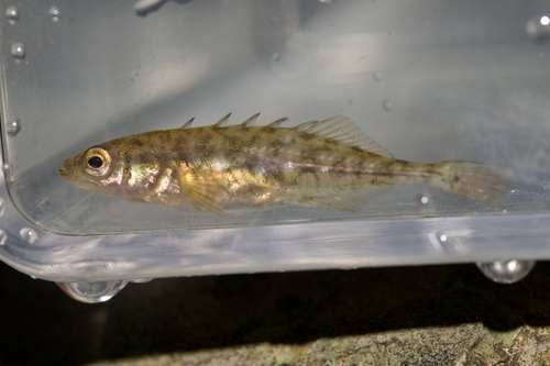 Brook Stickleback