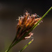 Rhynchospora crinipes - Photo (c) arenicola, todos los derechos reservados, subido por arenicola