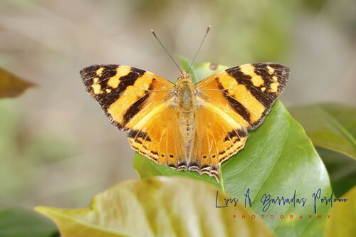 Mariposa mapeada naranja (Subespecies Hypanartia lethe lethe ...