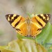 Mariposa Mapeada Naranja - Photo (c) Big Birdy, todos los derechos reservados, subido por Big Birdy