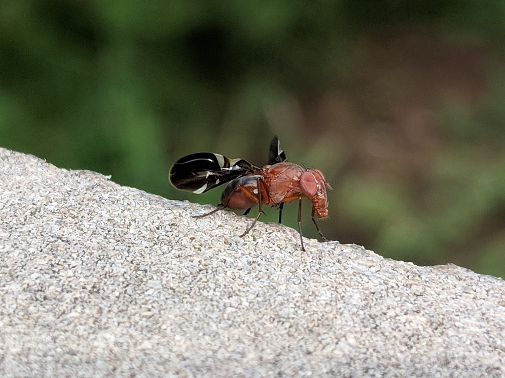 Winged Fly Common Picture-winged Fly in August 2018 by Dmitry Belyavsky · iNaturalist