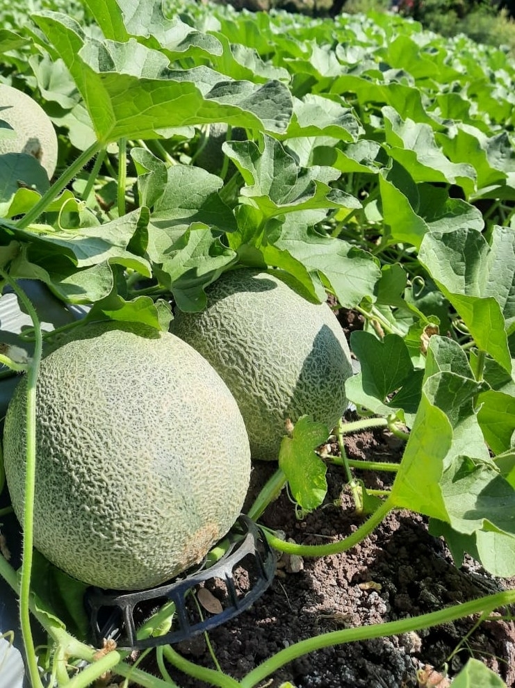 Melon (plante) — Wikipédia