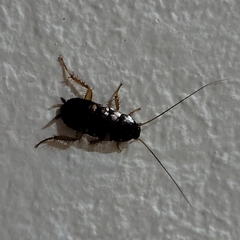 Periplaneta australasiae image