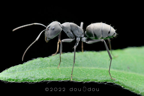 Camponotus dolendus