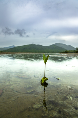 Avicennia germinans - Whole tree