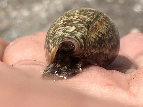 Mediterranean Cone Snail
