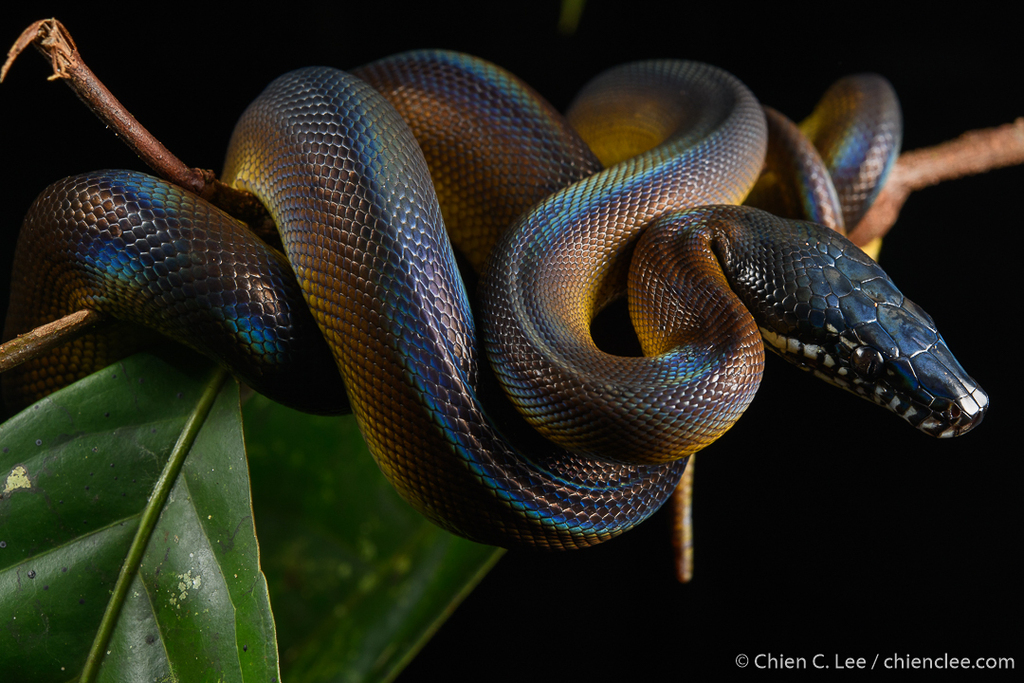 D’Albertis' Python from Sorong Regency, West Papua, Indonesia on ...