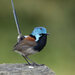 Red-winged Fairywren - Photo (c) Chris Burney, all rights reserved, uploaded by Chris Burney