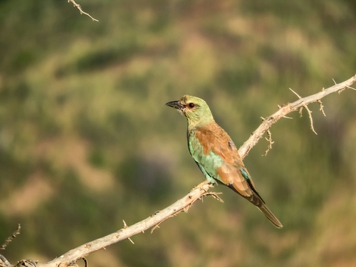 European Roller