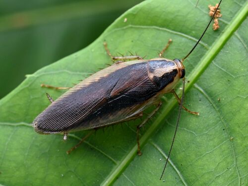 Hemithyrsocera simulans · iNaturalist