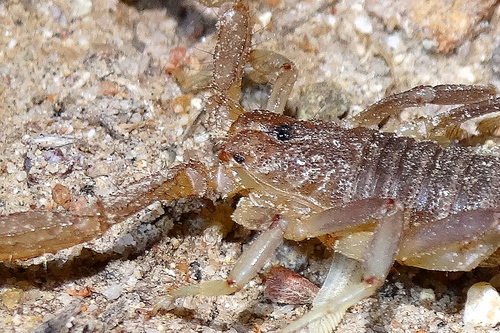 Paravaejovis puritanus