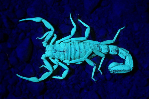 Paravaejovis puritanus