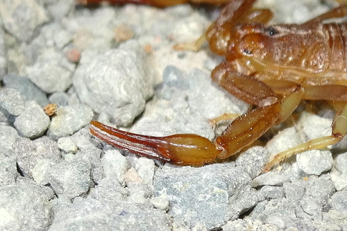Paravaejovis puritanus
