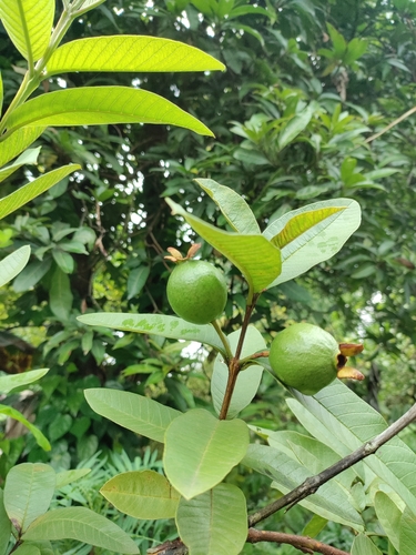 Common guava