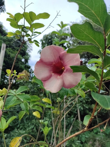 Purple Allamanda