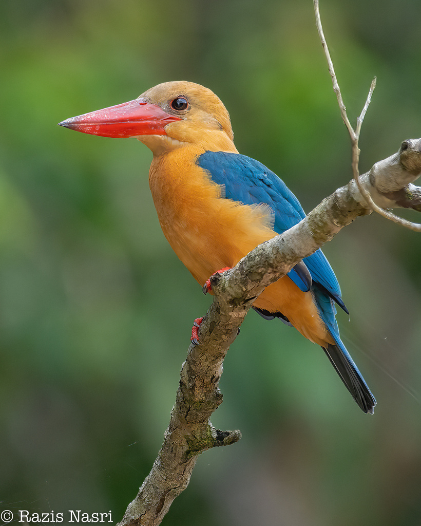 Stork-billed Kingfisher (Pelargopsis capensis) photo