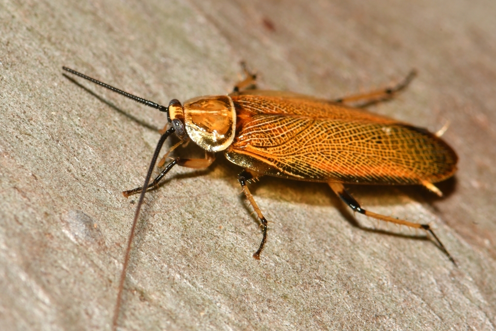 bush cockroach from Monash University Peninsula Campus on September 29 ...