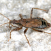 Ant Damselbug - Photo (c) gernotkunz, all rights reserved, uploaded by gernotkunz
