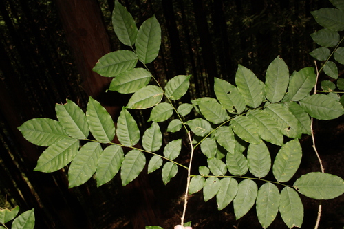 Japanese yellowwood (Platyosprion platycarpum)