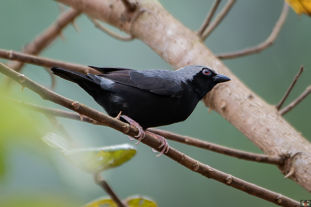 Pale-fronted Nigrita photo