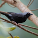 Pale-fronted Nigrita - Photo (c) Rogério Ferreira, all rights reserved, uploaded by Rogério Ferreira