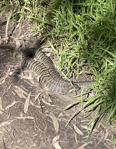 Tiger Snake sighting