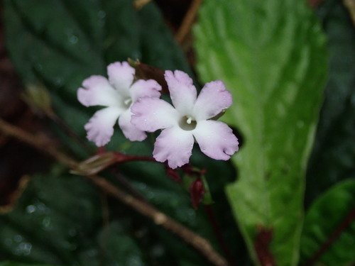Napeanthus primulifolius