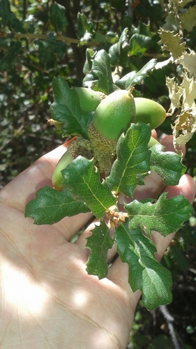 Quercus durata var. gabrielensis