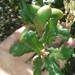 Quercus durata gabrielensis - Photo (c) cedric_lee, kaikki oikeudet pidätetään, uploaded by Cedric Lee