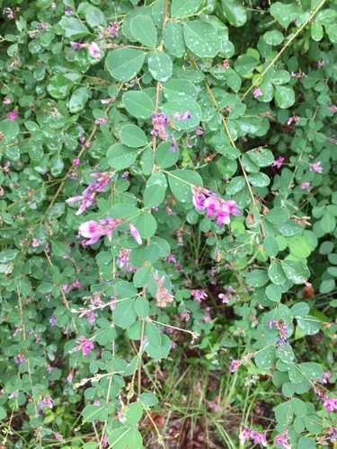 shrub lespedeza