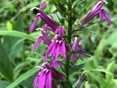 Hybrid Cardinal Flower (Lobelia × speciosa)