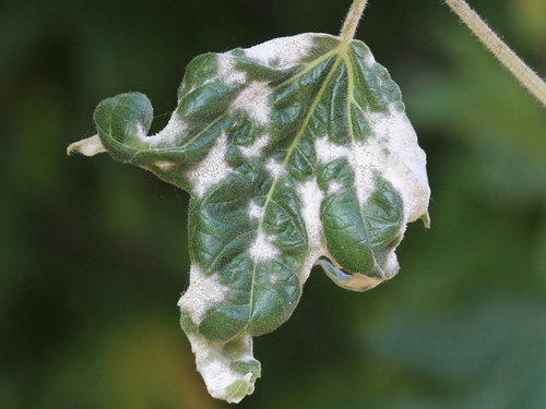 Sycamore Powdery Mildew