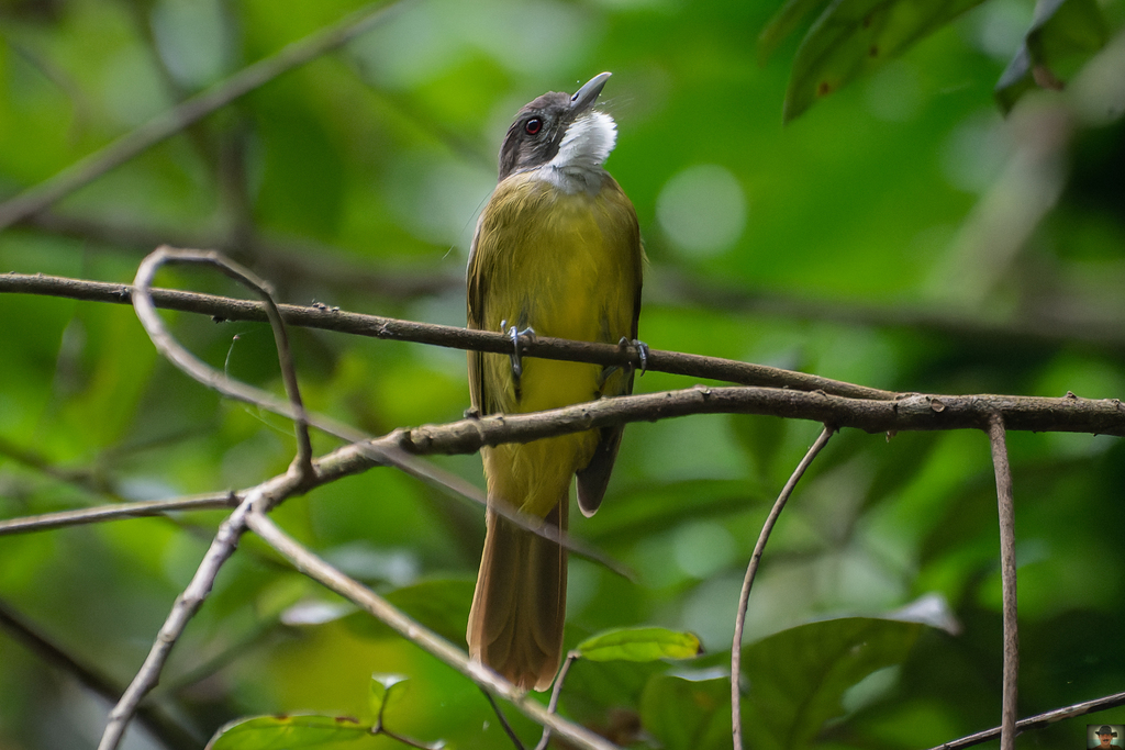 Red-tailed Greenbul (Criniger calurus) photo