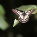 Mariposa Dardo Blanco Centroamericana - Photo (c) sabrewing, todos los derechos reservados, subido por sabrewing