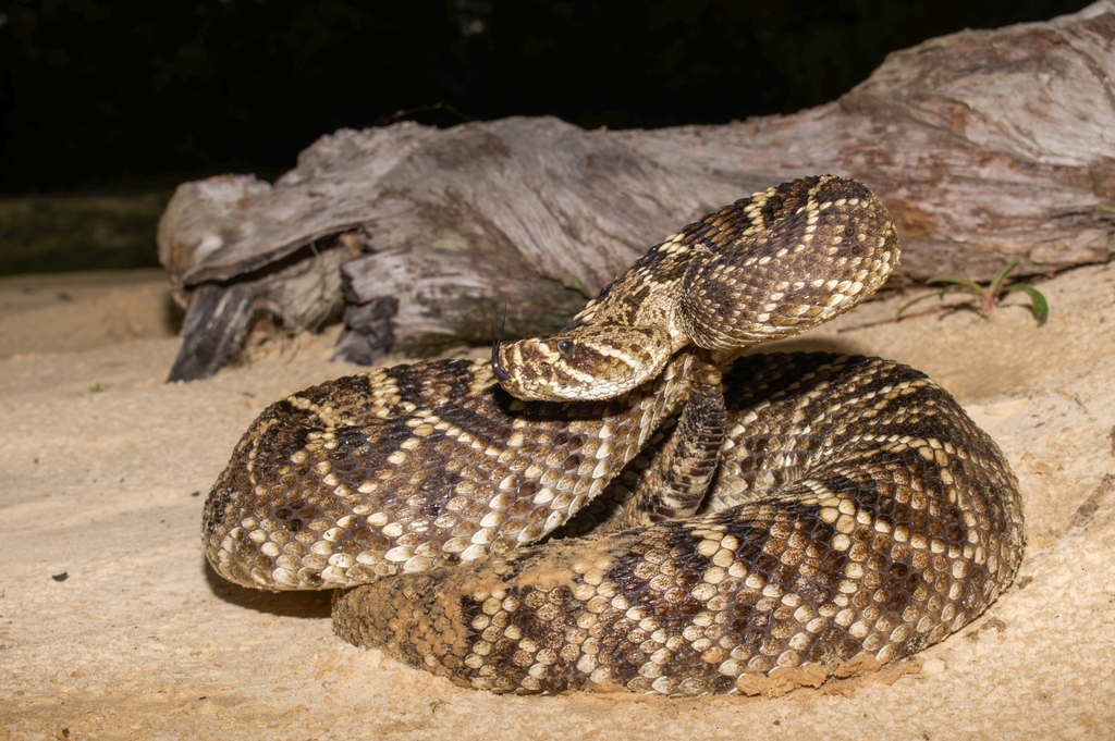 Eastern Diamondback Rattlesnake in June 2021 by Mudgie. The second ...