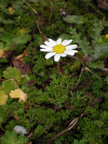 Anthemis chia