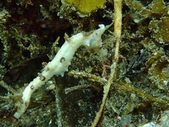 Hippocampus coronatus