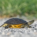 Deirochelys reticularia chrysea - Photo (c) Mudgie, todos los derechos reservados, subido por Mudgie